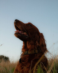 Irish Setter at golden hour