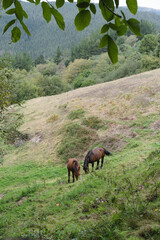 Two horses grazing in the meadow. Copy space.