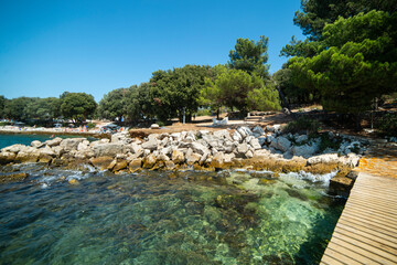 Vrsar, Croatia. Pine forest on the seashore