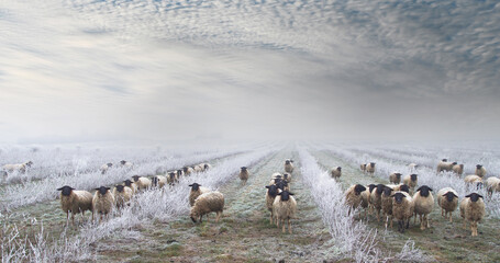 Fototapeta na wymiar weed control with herd of sheep in the snow. Grazing Animals, Sheep Herd in a plantation of Aronia shrubs, chokeberry - fruits. freezing rain storm with fog in Winter frosty landscape covered by ice 