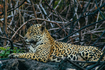 Fototapeta na wymiar Jaguar in the tree