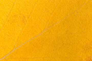 close up of yellow leaf texture at fall