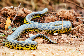 snake on the ground