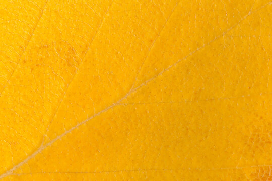 Close Up Of Yellow Leaf Texture At Fall