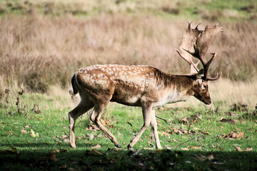 A close up of a Fallow Deer