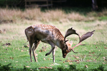 A close up of a Fallow Deer