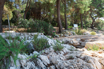 Vrsar, Croatia. Pine forest on the seashore