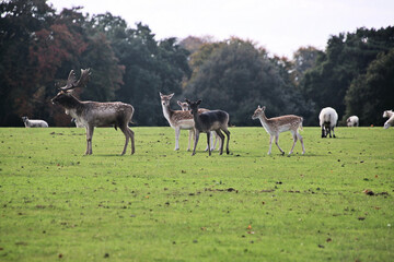 Naklejka na ściany i meble A view of a Fallow Deer in the Cheshire Countryside