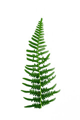 Isolated ornament of green fern leaves on a white background