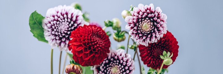 Beautiful bunch of dahlia flowers on grey background, Autumn garden flowers, copy space, banner size