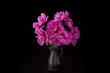light pink Cosmos flowers isolated on black background.