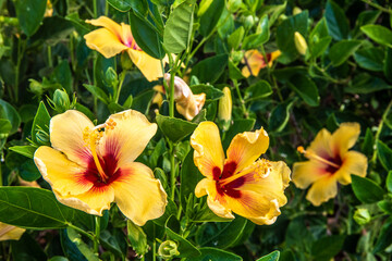 Beautiful Tropical Hawaiian Flower