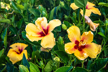 Beautiful Tropical Hawaiian Flower
