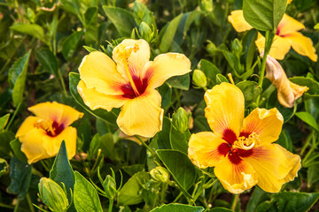 Beautiful Tropical Hawaiian Flower