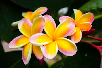 Fototapeta premium Beautiful Tropical Hawaiian Flower