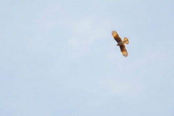 ave en vuelo