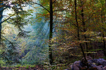Beautiful scenic view of autumn forest with sunbeams and green smoke on a sunny day. Photo taken October 11th, 2022, Zurich, Switzerland.