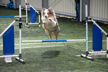 Dog at training on agility in flying position .