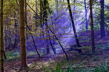 Beautiful scenic view of autumn forest with sunbeams and blue smoke on a sunny day. Photo taken October 11th, 2022, Zurich, Switzerland.