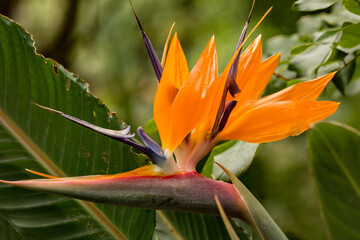 Obraz na płótnie Canvas Beautiful Tropical Hawaiian Flower
