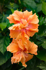 Beautiful Tropical Hawaiian Flower