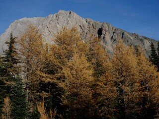 Golden color larches at Ptarmigan Cirque near Highwood Pass at Kananaskis