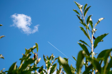 Nuage dans un ciel bleu avec un avion qui le traverse et des branches de laurier devant