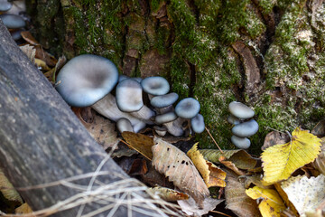 Blue hats of oyster mushrooms in green moss and fallen leaves, top view