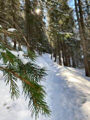 Snow mountain landscapes closeup for trees with snow. Tree with snow, snow sticks. Snow hiking path photos. Winter sunny day with snow in the forest. Snow forest landscape. Forest snow winter bridge. 