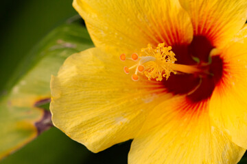 Beautiful Tropical Hawaiian Flower