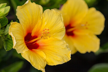 Beautiful Tropical Hawaiian Flower