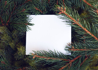   White paper square shaped sheet with fir spruce branches. Christmas background. Greeting card. Minimal, nature, eco concept. Mockup, space for text.