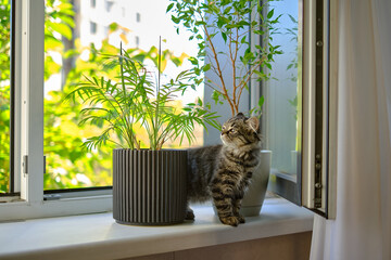 gray domestic cat cat among flower pots with succulent plants on windowsill. kitten sits by the window and sniffs houseplants in flower pots.