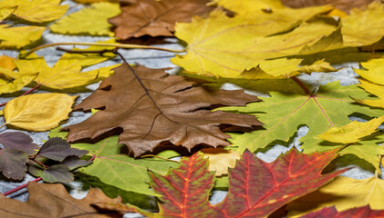 background of autumn leaves red ,yellow ,green