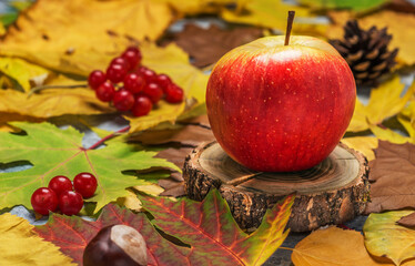 red apple on the background of dry autumn leaves