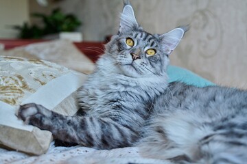 Naklejka na ściany i meble Gray cat resting lying at home on the bed
