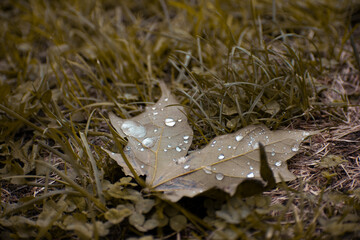 First autumn leaf  fall with raindrops