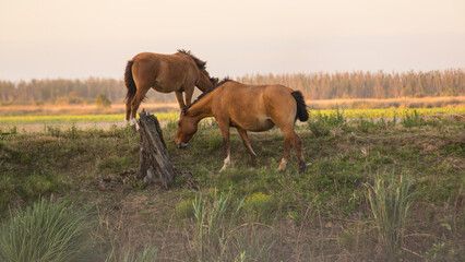 caballos en el campo