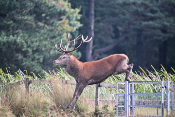 A view of a Red Deer in the Cheshire Countryside