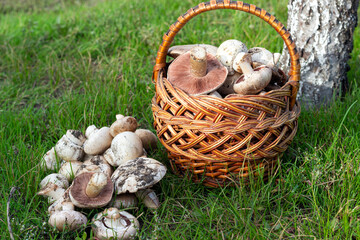 picking mushrooms, picking champignons mushrooms, champignons in a basket on the grass