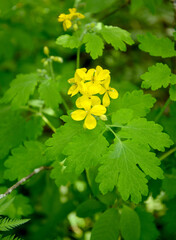 Celandine large (Chelidonium majus L.). Flowering plant