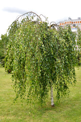 Young's birch (Betula pendula 'Youngii'). General view of the tree