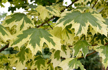 Drummond's maple (Acer platanoides Drummondii). Foliage close-up - obrazy, fototapety, plakaty