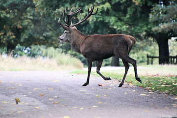 A view of a Red Deer in the Cheshire Countryside