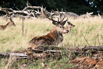 A view of a Red Deer in the Cheshire Countryside