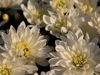 White asters in the garden, close-up background image. White flowers natural background
