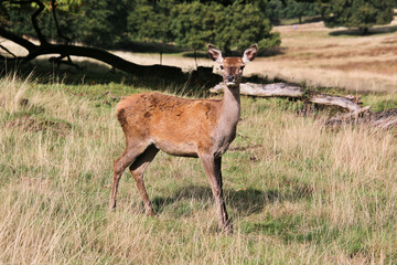 A view of a Red Deer in the Cheshire Countryside