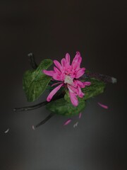 pink flower on black background