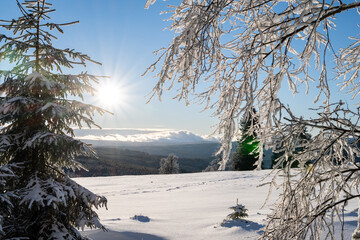 Winter at Sumava national park, snowy branches and sunny day
