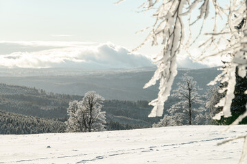 Snowy trees, winter at Sumava national park